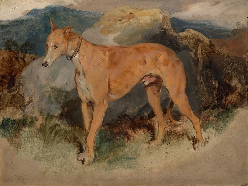 A Deerhound