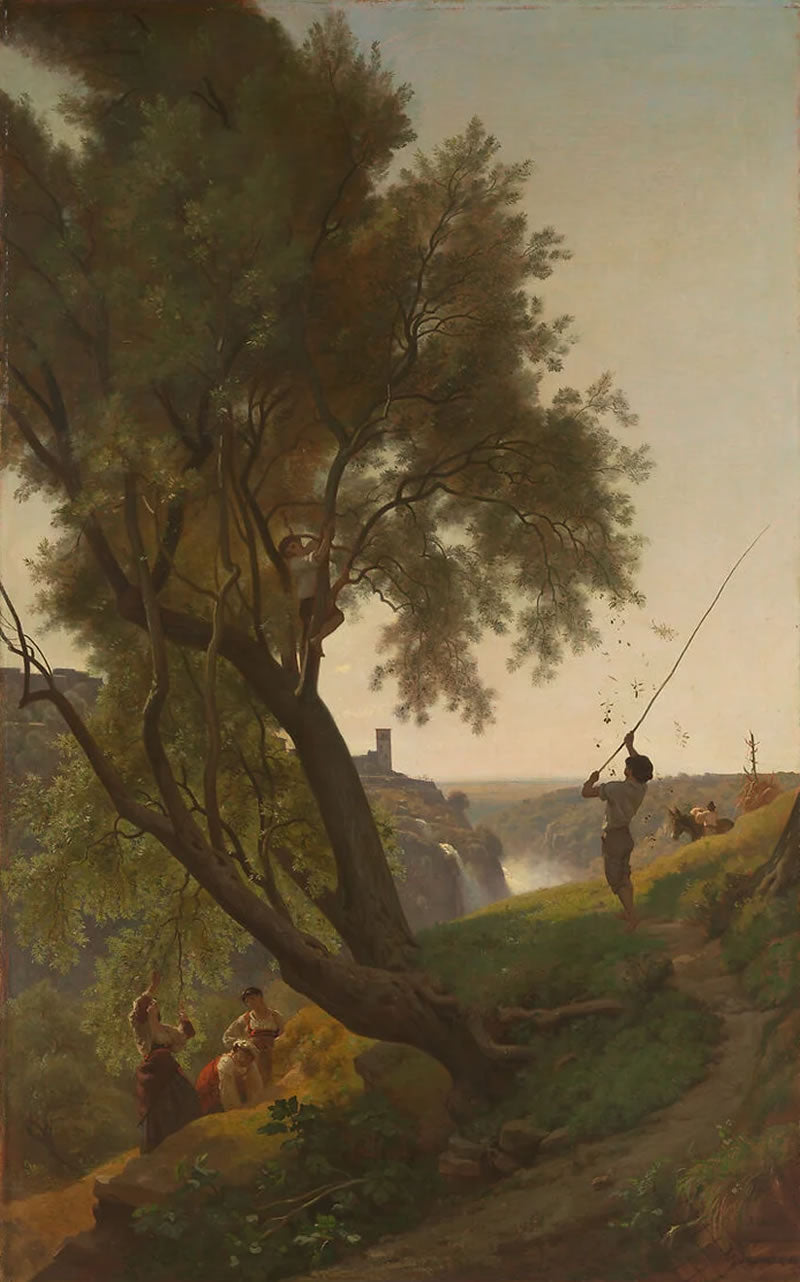 Gathering Olives at Tivoli