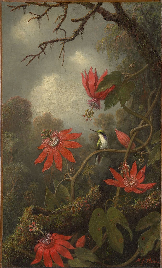 Hummingbird and Passionflowers