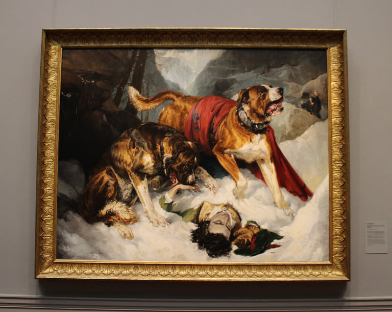 Alpine Mastiffs Reanimating a Distressed Traveler