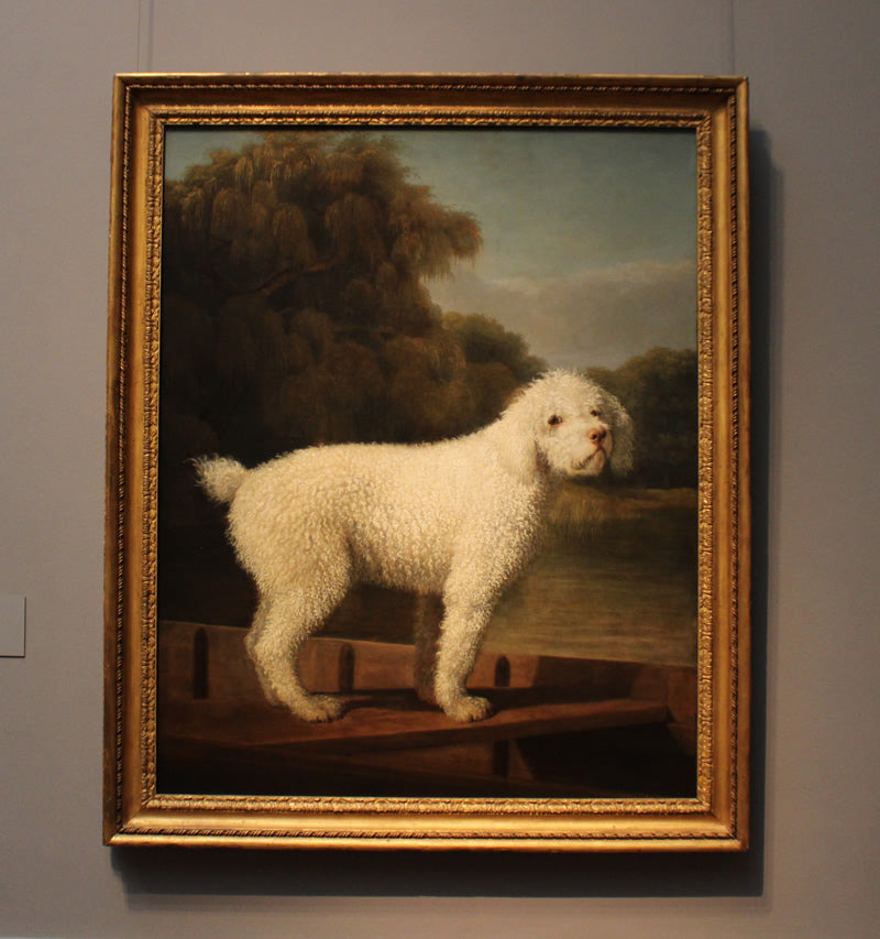 White Poodle in a Punt