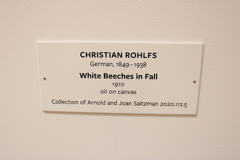White Beeches in Fall