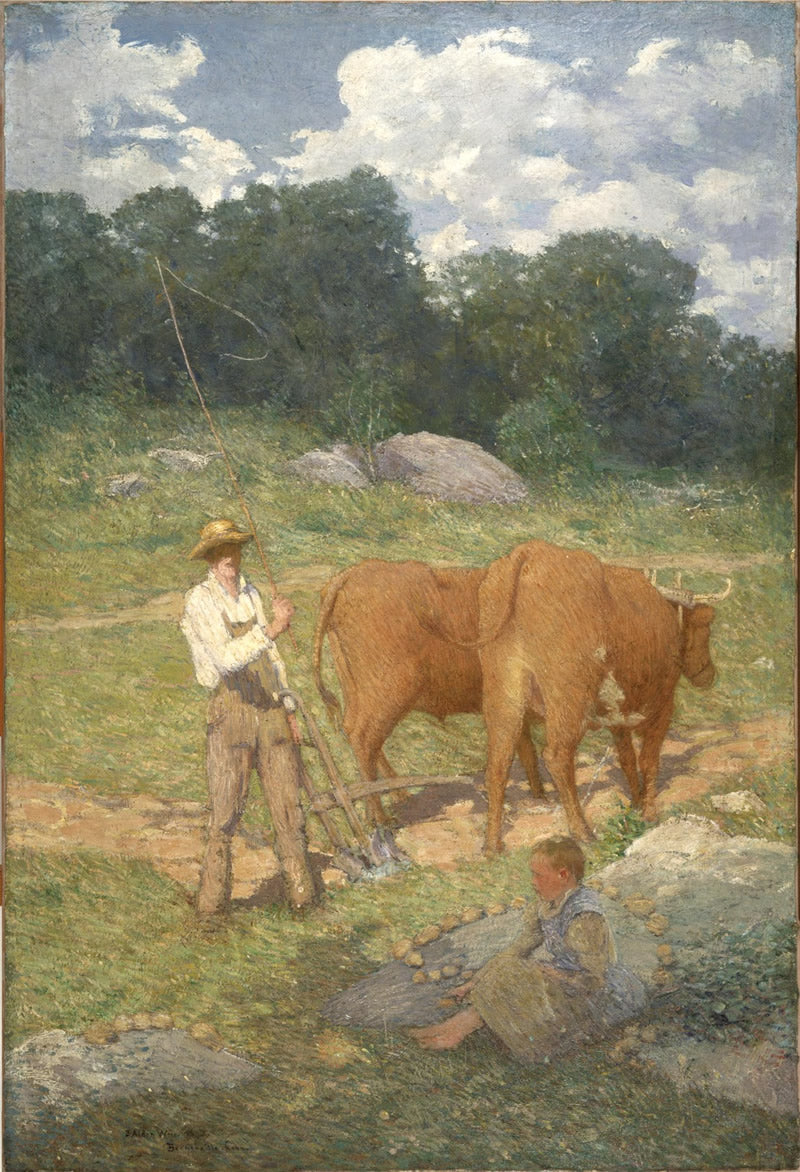 Ploughing for Buckwheat