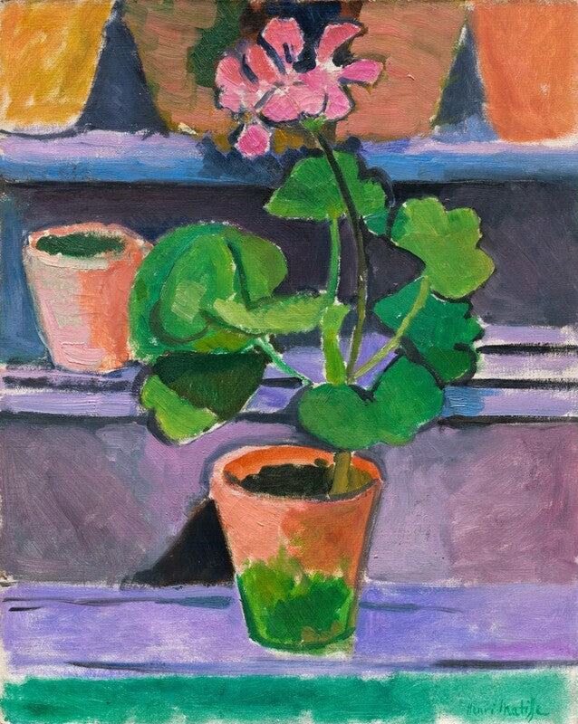 Pot of Geraniums