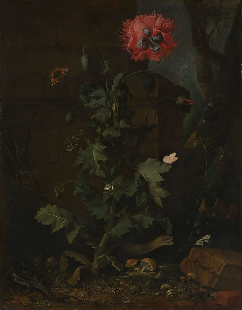 Still Life with Poppy, Insects, and Reptiles