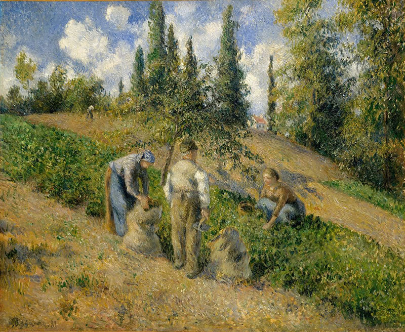 The Harvest, Pontoise (La Récolte, Pontoise)