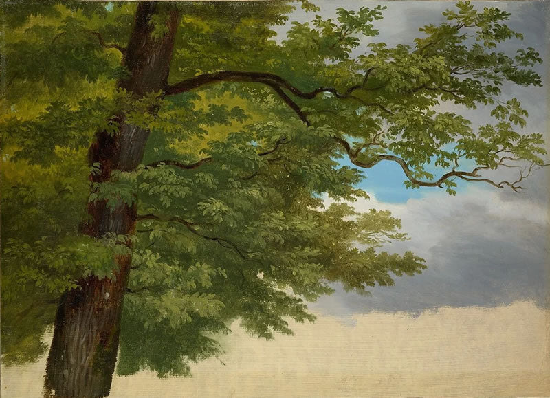 Tree Foliage