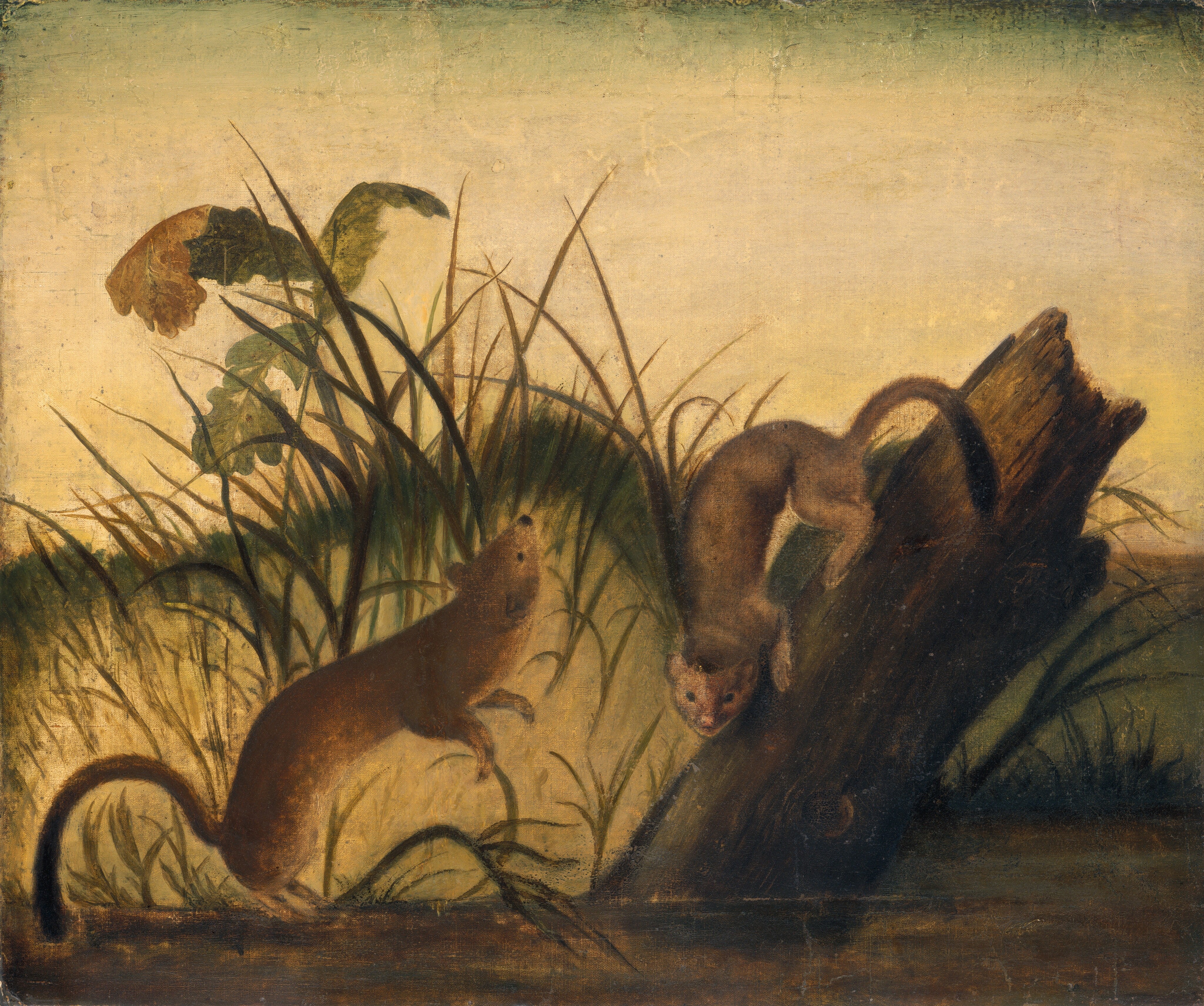 Long-Tailed Weasel