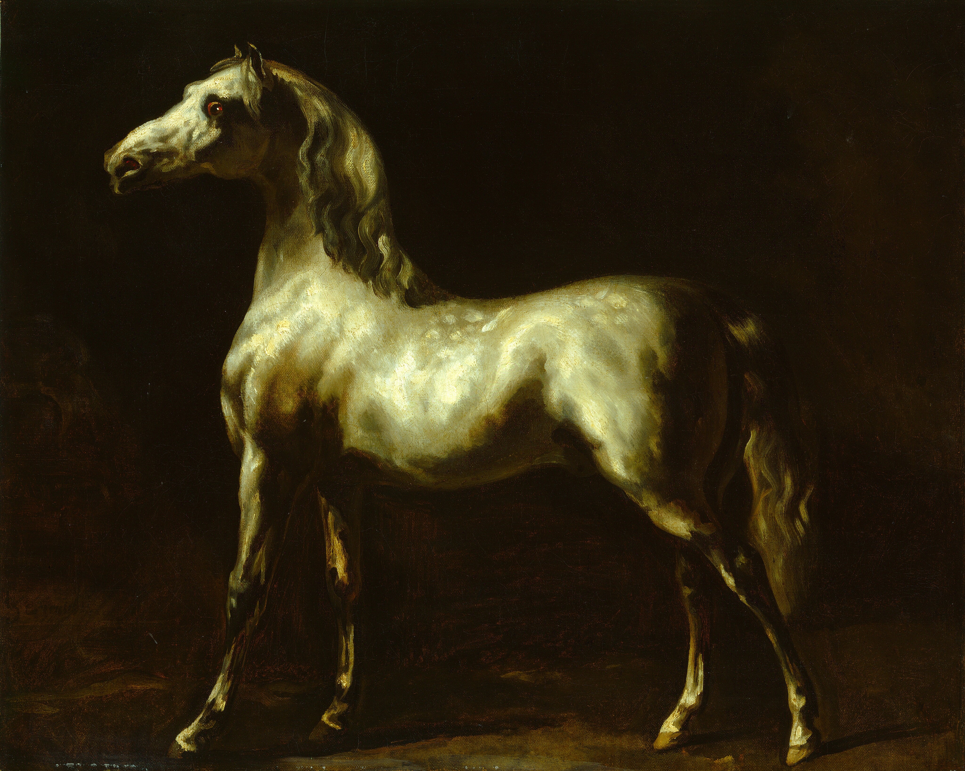 Gray Stallion