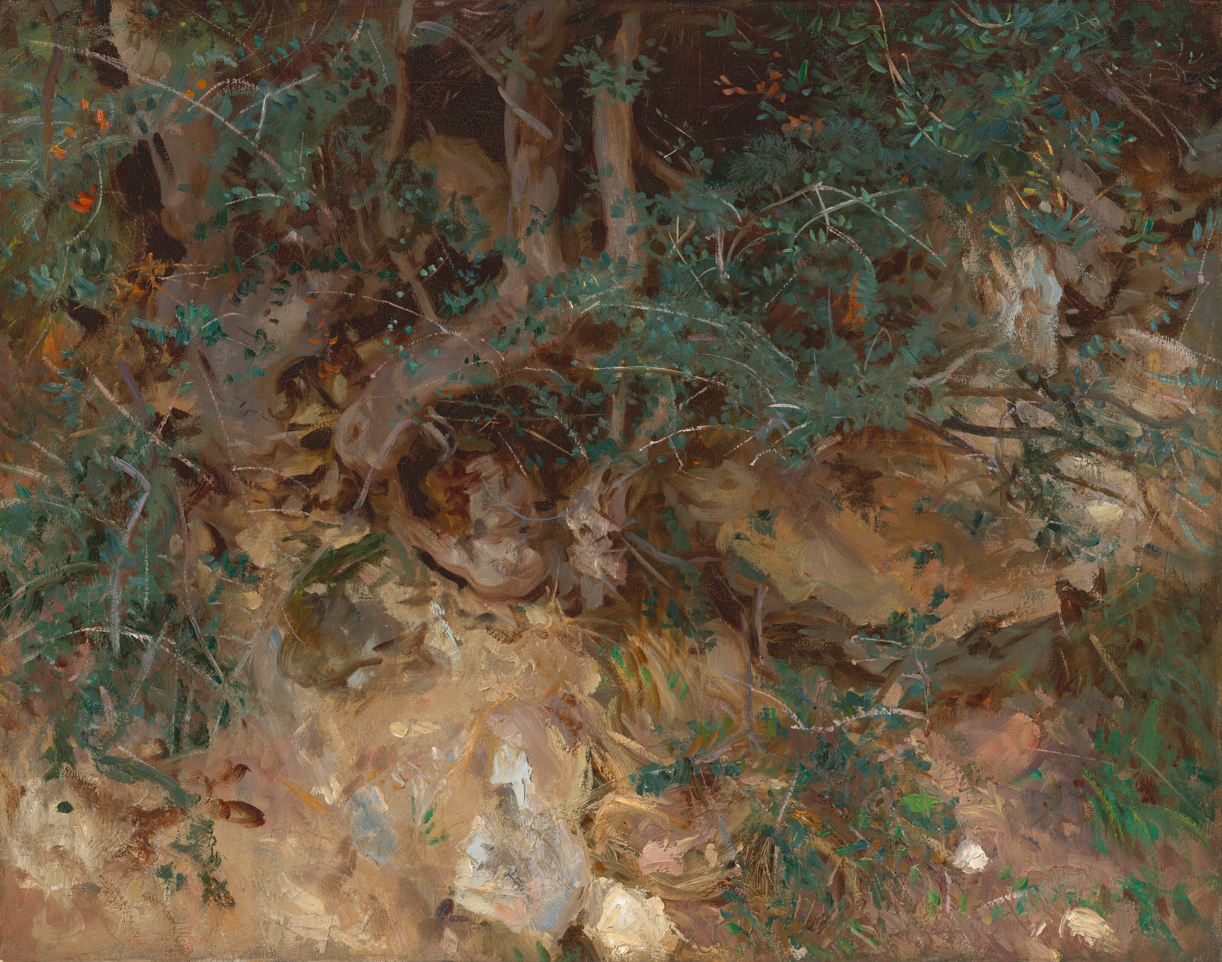 Wild Olive Tree Roots, Valldemosa, Majorca