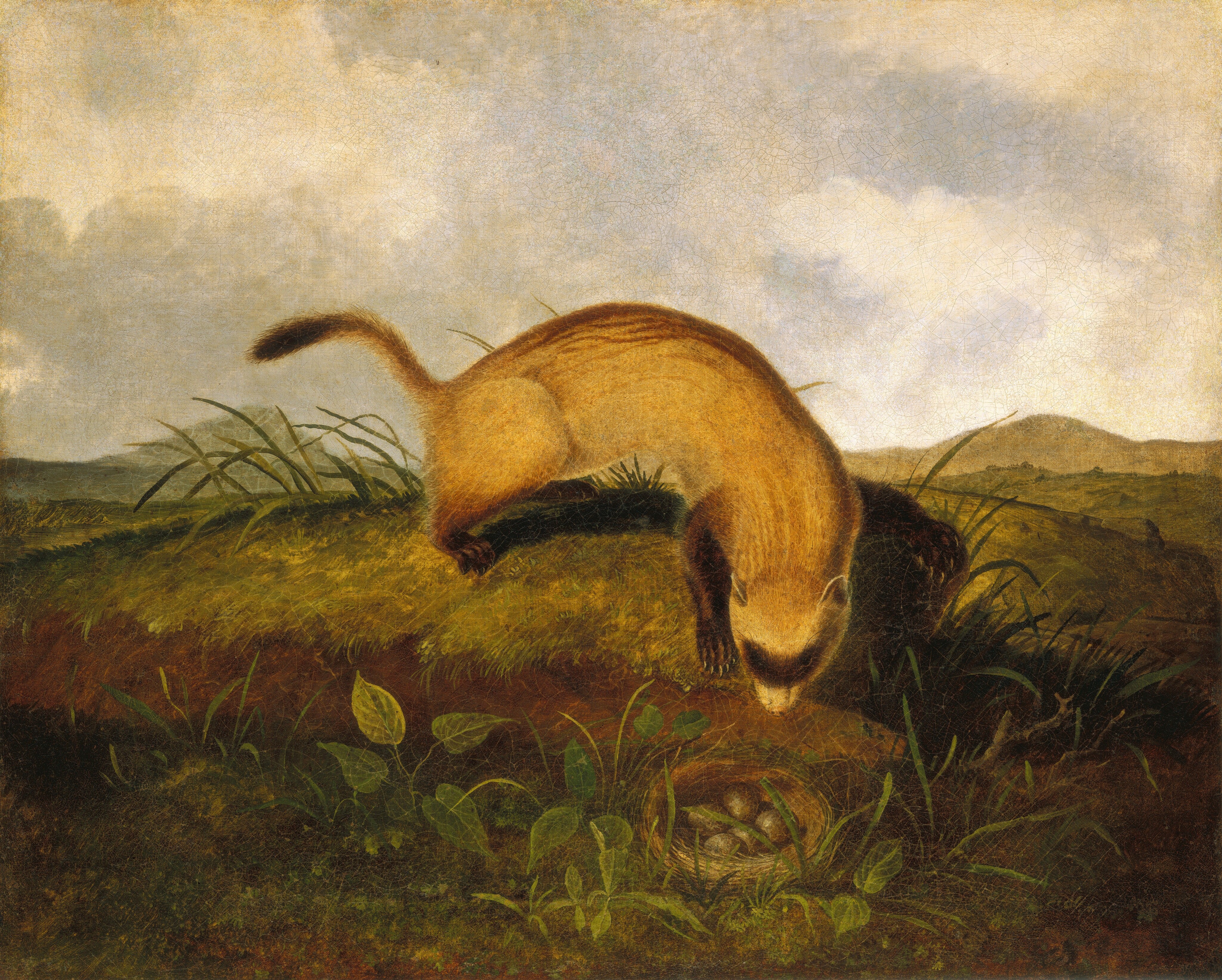 Black-Footed Ferret
